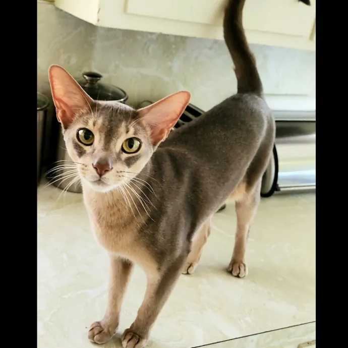 Salt Lake City Cat Sitter