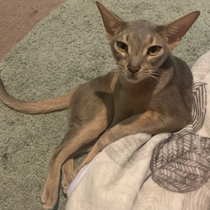 Salt Lake City Cat Sitter