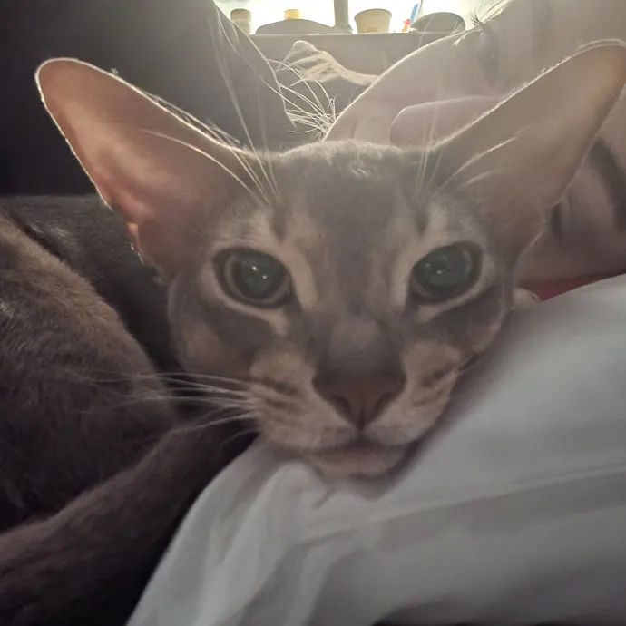 Salt Lake City Cat Sitter