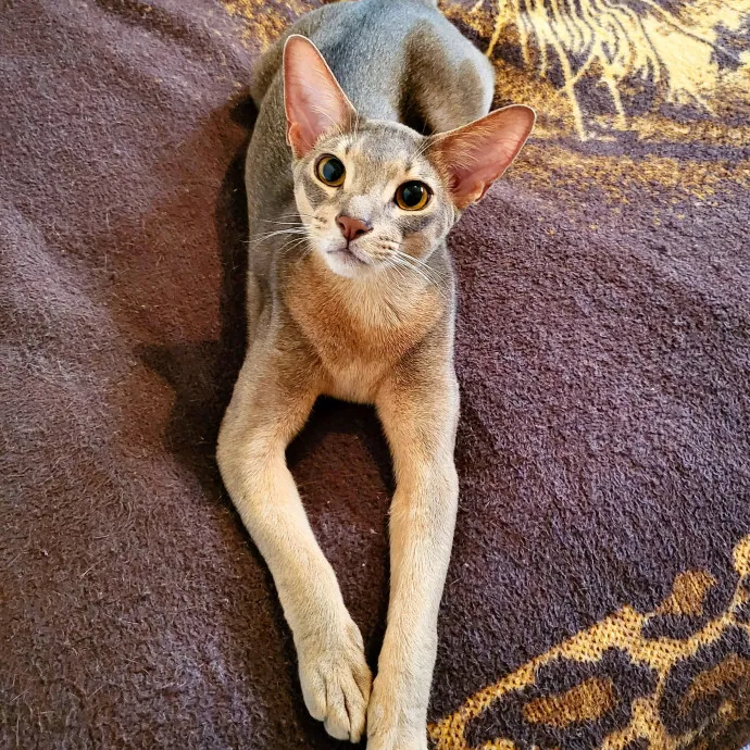 Salt Lake City Cat Sitter