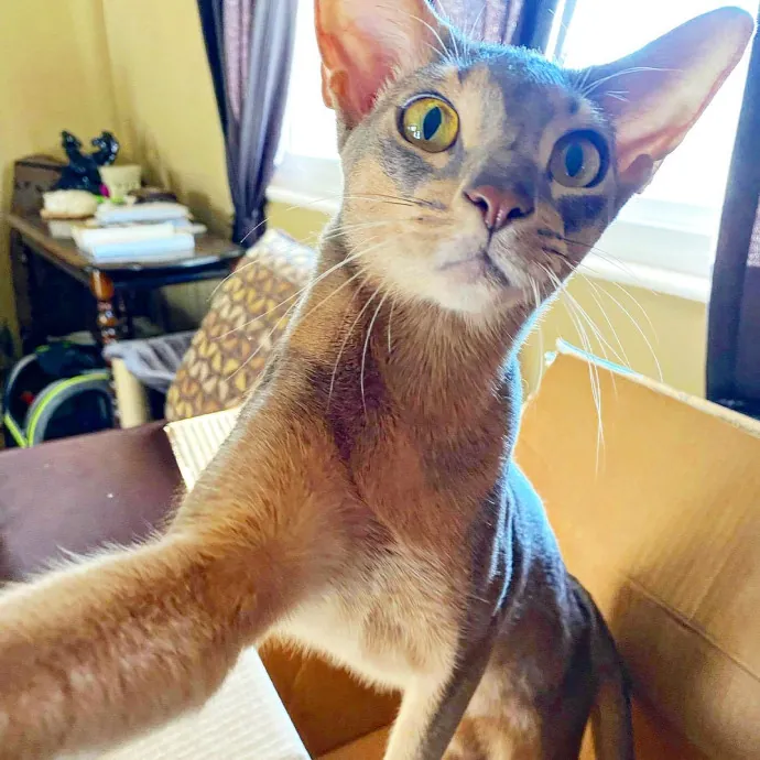 Salt Lake City Cat Sitter