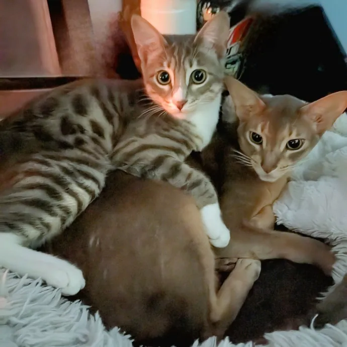 Salt Lake City Cat Sitter