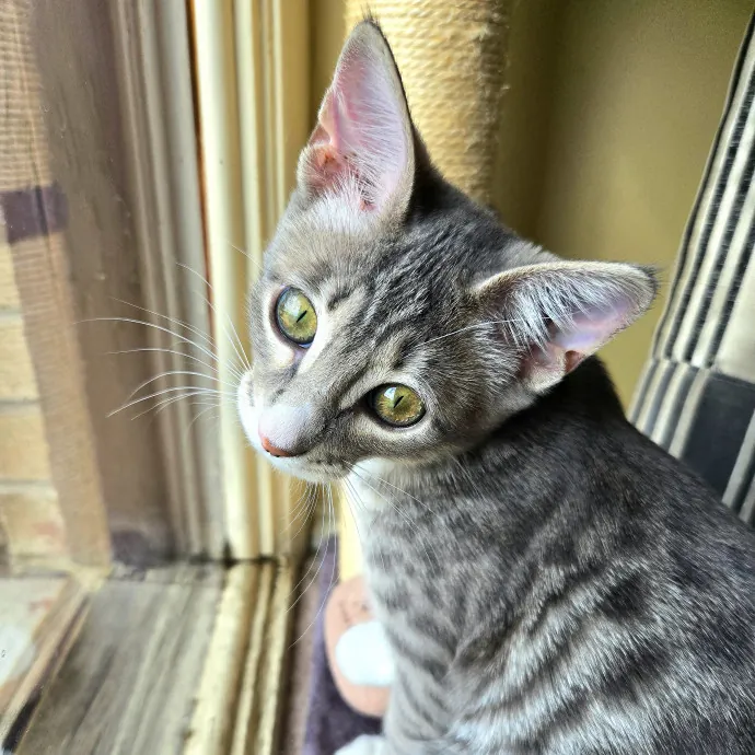Salt Lake City Cat Sitter photo 4