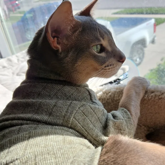 Salt Lake City Cat Sitter photo 3