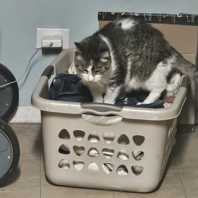 Lisa's Purrfect Cat Sitting Services photo 2