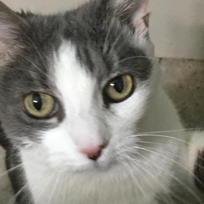 Lisa's Purrfect Cat Sitting Services photo 2
