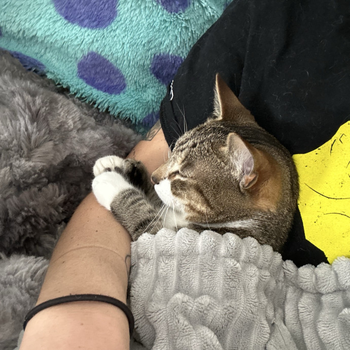 Veterinary Professional Cat Sitting