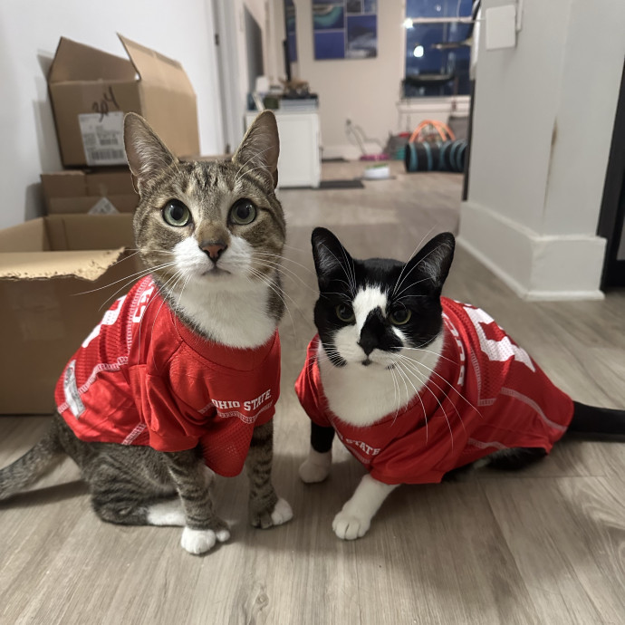 Veterinary Professional Cat Sitting