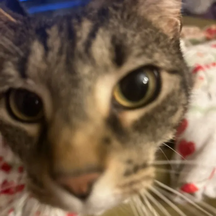 I'll Take Good Care Of Your Furry Friend