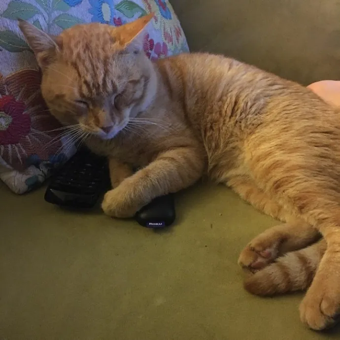 I'll Take Good Care Of Your Furry Friend