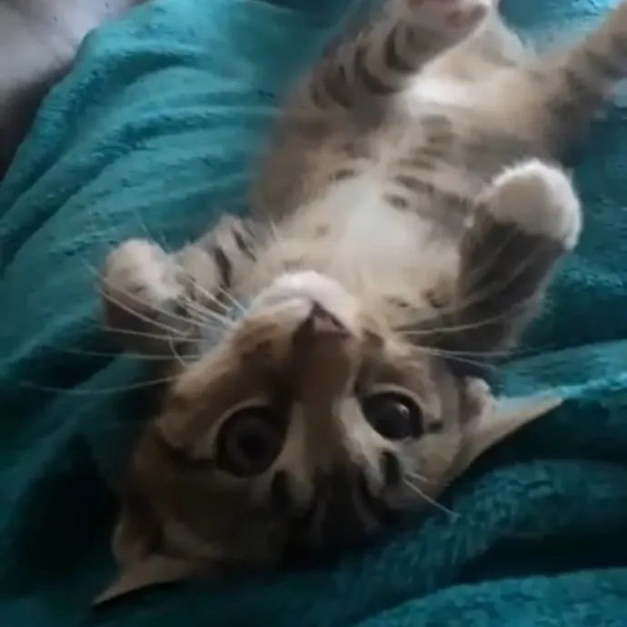 I'll Take Good Care Of Your Furry Friend