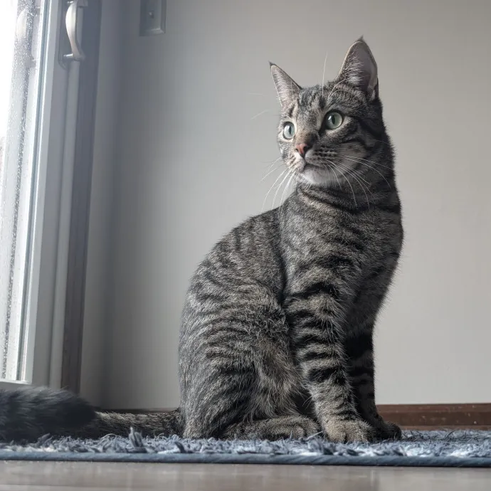 Pawsitively Purrfect Cat Sitting