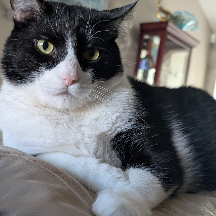 Pawsitively Purrfect Cat Sitting