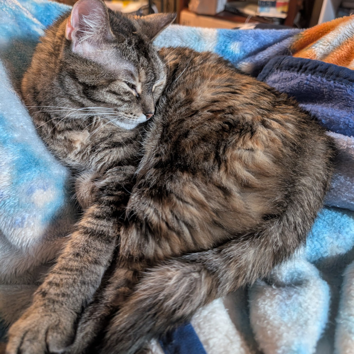 Pawsitively Purrfect Cat Sitting
