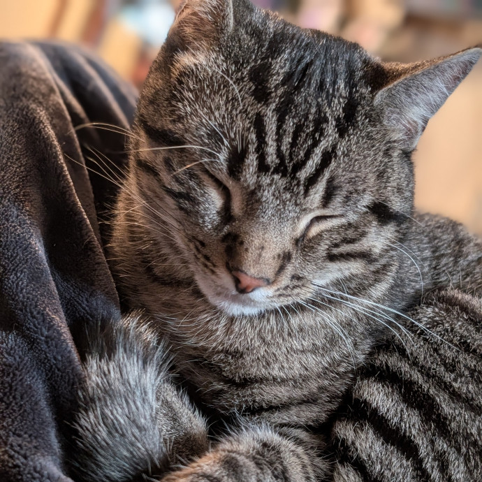 Pawsitively Purrfect Cat Sitting