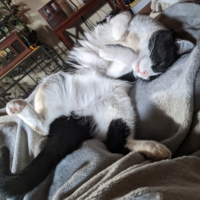 Pawsitively Purrfect Cat Sitting