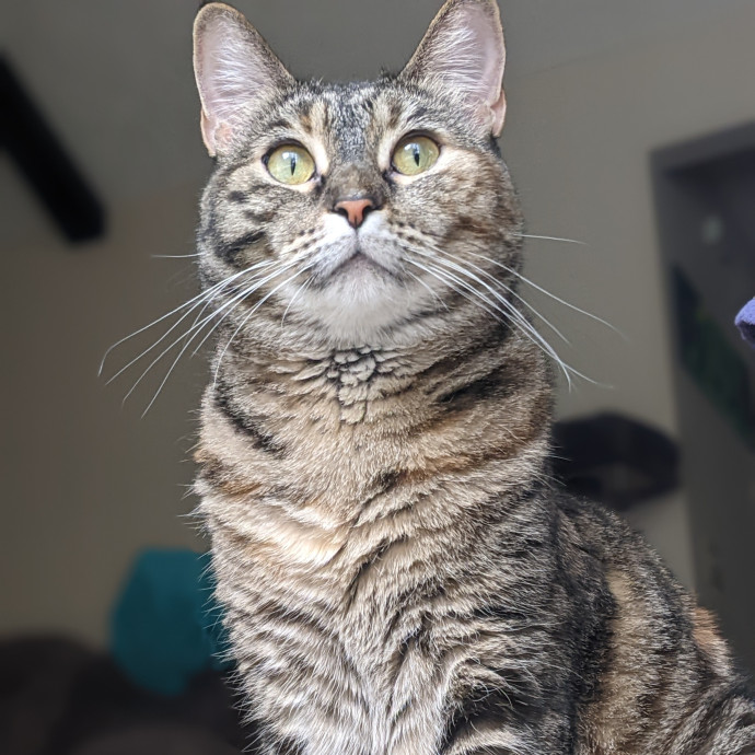 Pawsitively Purrfect Cat Sitting photo 3