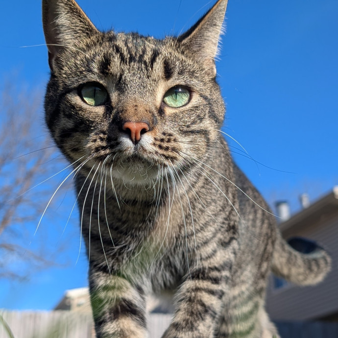 Pawsitively Purrfect Cat Sitting photo 2