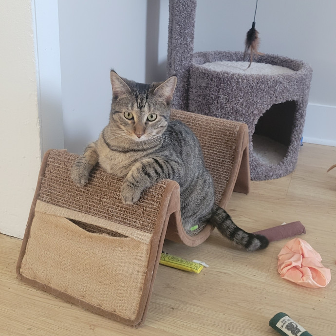 Lydia's Luxury Cat Care
