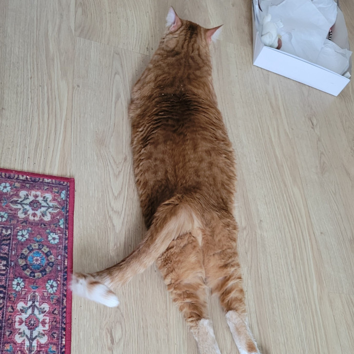 Lydia's Luxury Cat Care photo 3