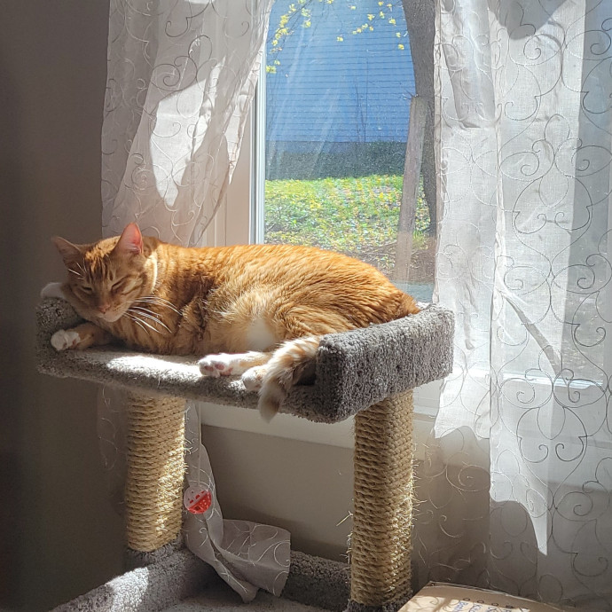 Lydia's Luxury Cat Care photo 2