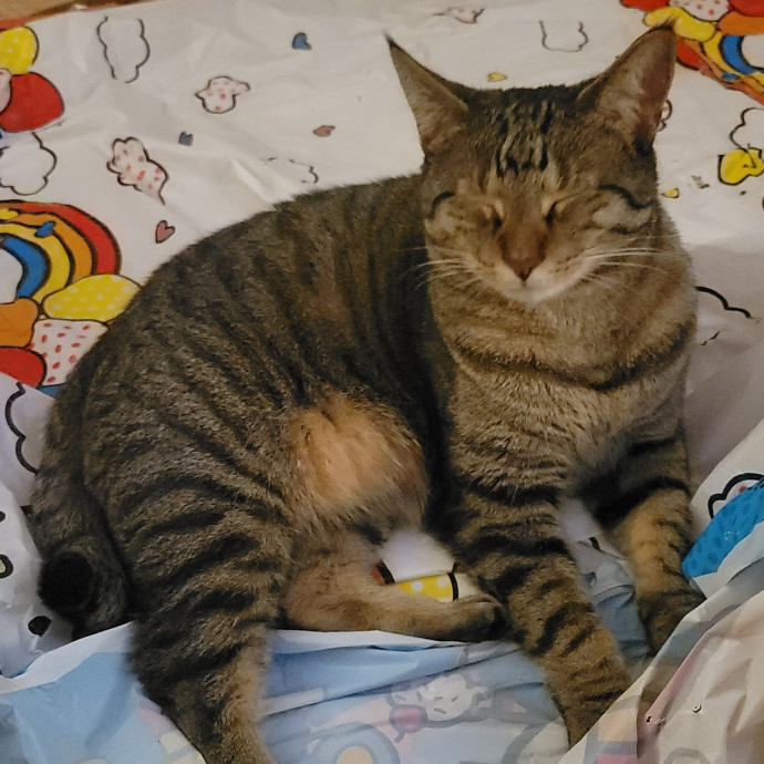 Lydia's Luxury Cat Care photo 2