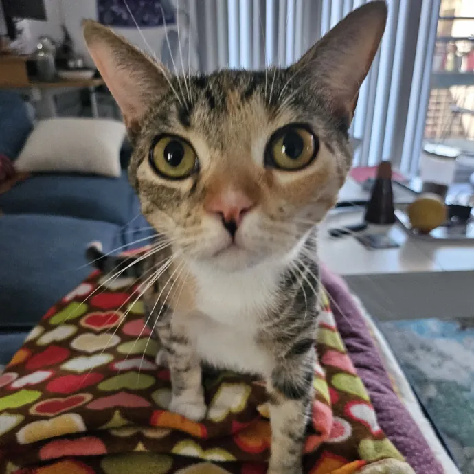 Reliable Flexible And Caring Pet Mom