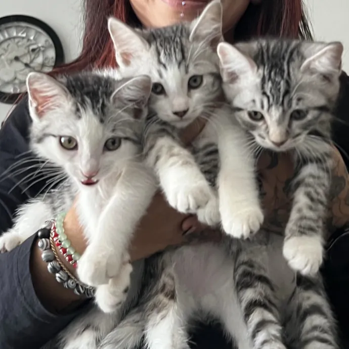 Reliable Flexible And Caring Pet Mom