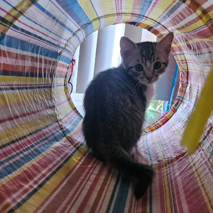 Reliable Flexible And Caring Pet Mom