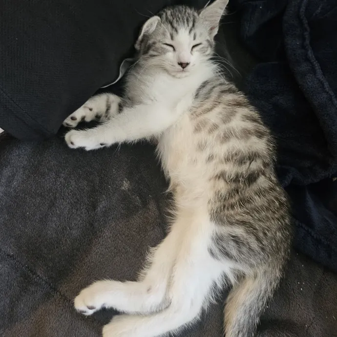 Reliable Flexible And Caring Pet Mom