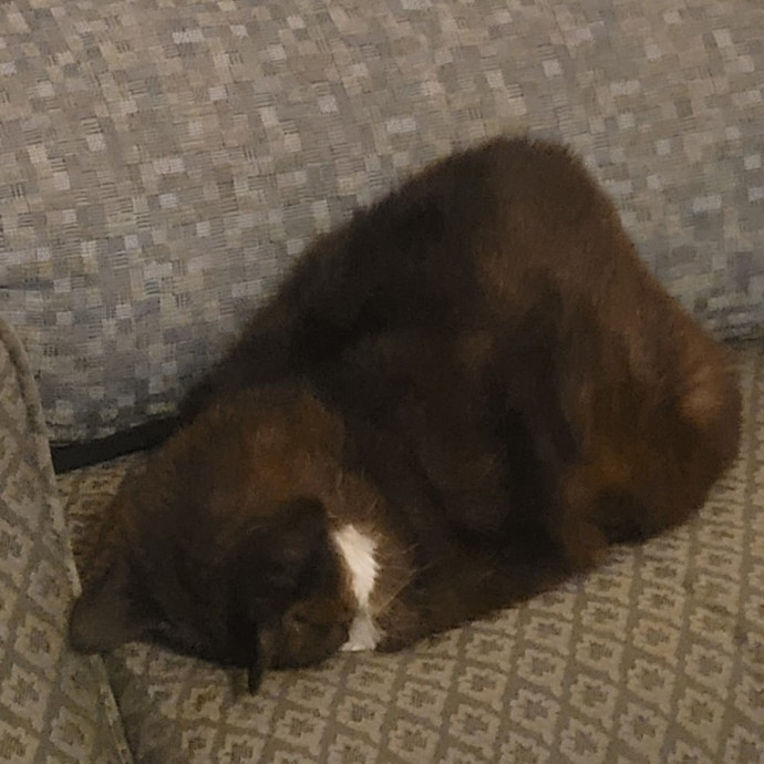 Looking To Make New Cat Friends