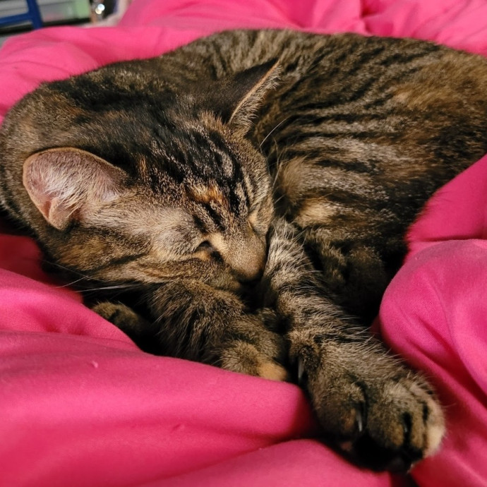 Looking To Make New Cat Friends