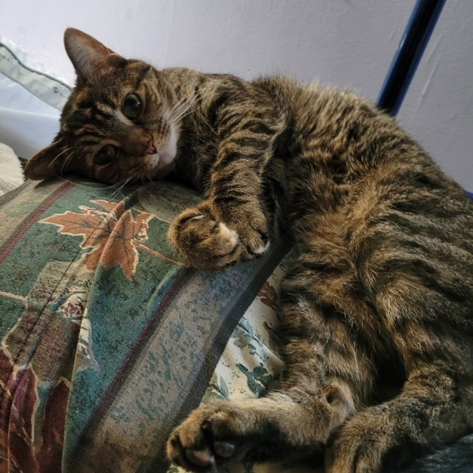 Looking To Make New Cat Friends photo 3