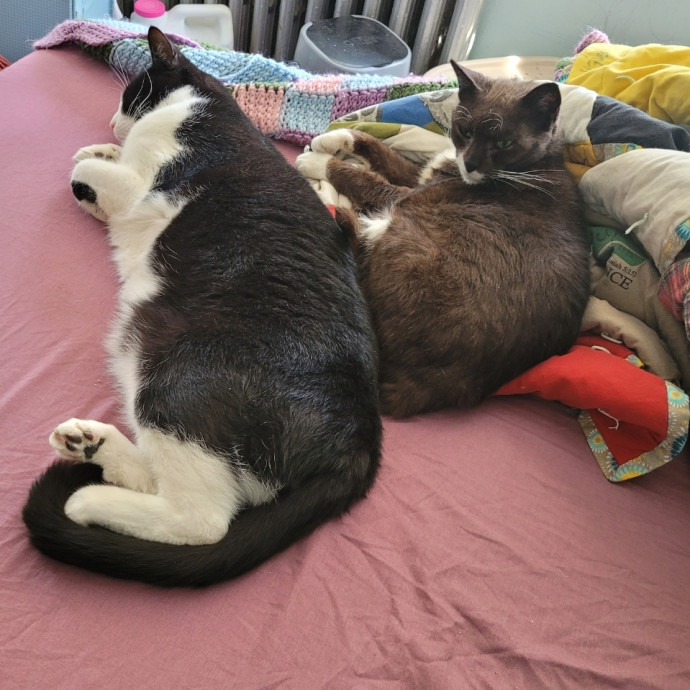 Looking To Make New Cat Friends photo 2