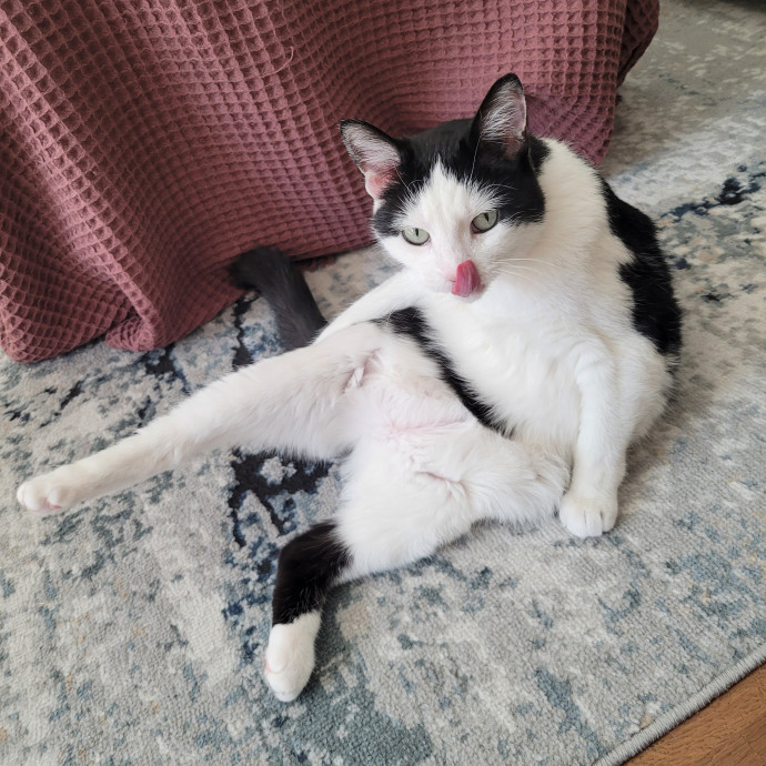 Fur-Endly Catsitter In Boston