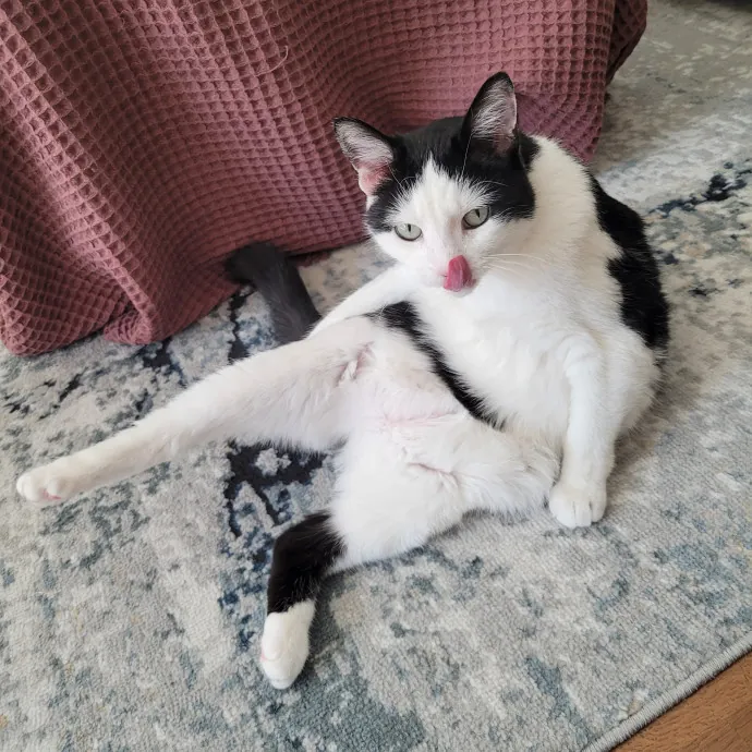 Fur-Endly Catsitter In Boston