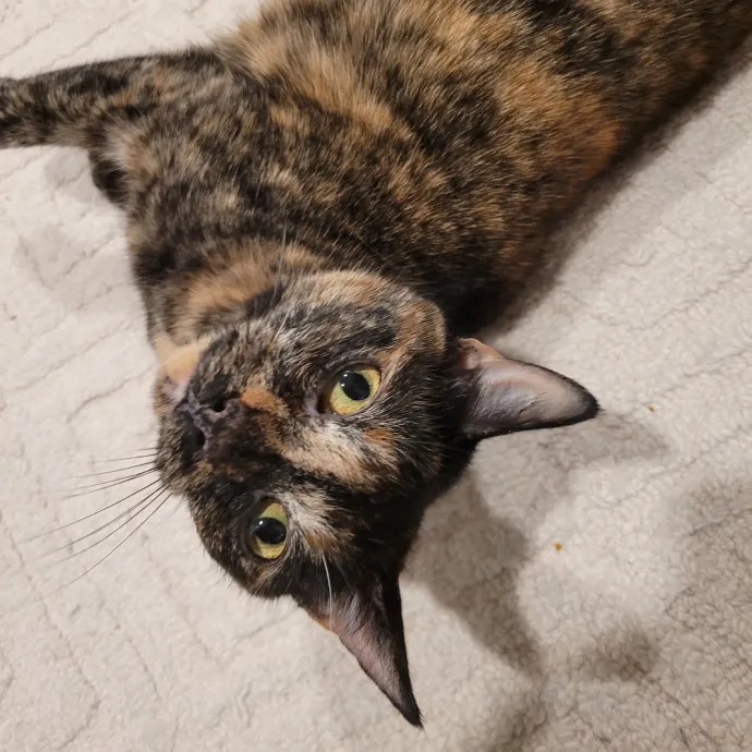 Fur-Endly Catsitter In Boston