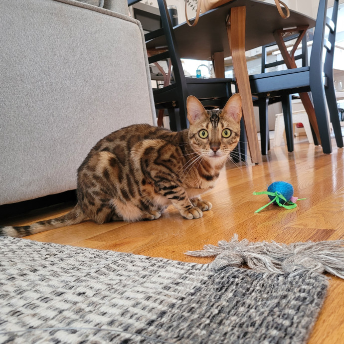 Fur-Endly Catsitter In Boston