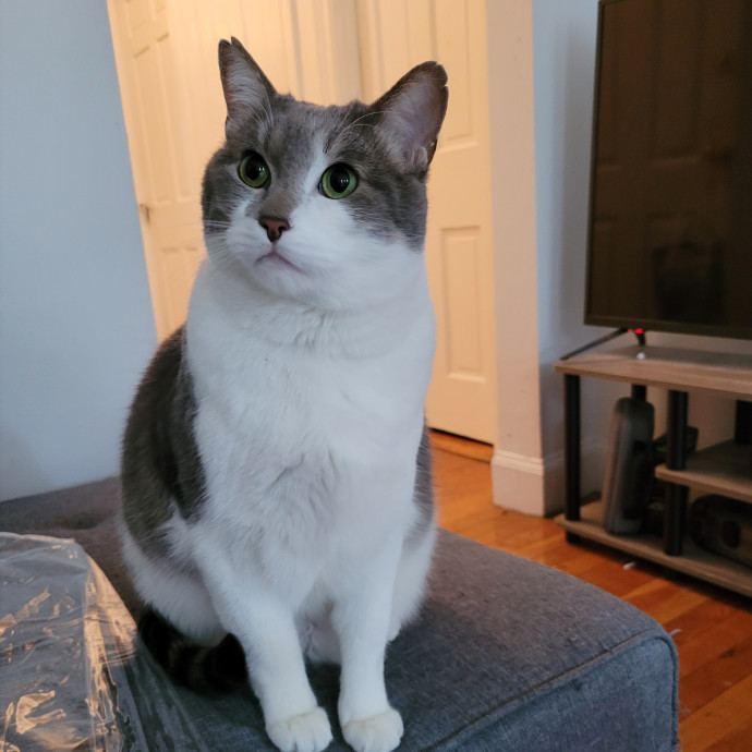 Fur-Endly Catsitter In Boston