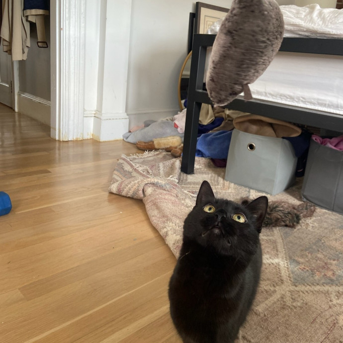Fur-Endly Catsitter In Boston