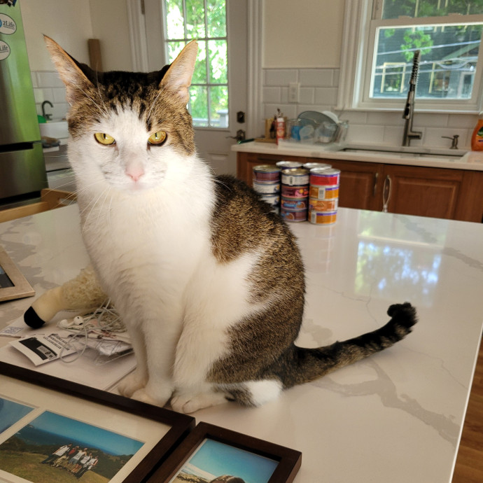 Fur-Endly Catsitter In Boston photo 2