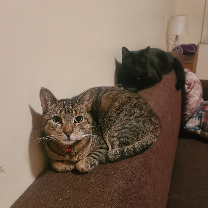 Eternity Loves All Animals