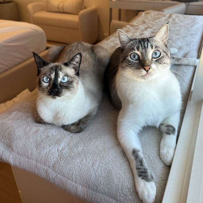 Cat Sitting With Jessica In West La photo 2