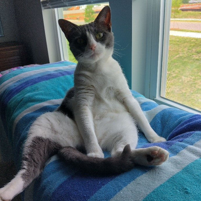 Peace Hug Paws Cat Sitting