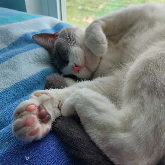 Peace Hug Paws Cat Sitting photo 3