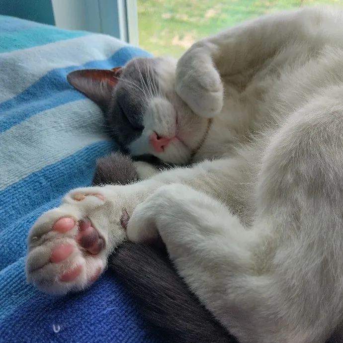 Peace Hug Paws Cat Sitting photo 3