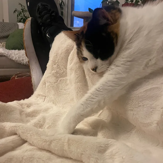 Compassionate Cat Caretaker