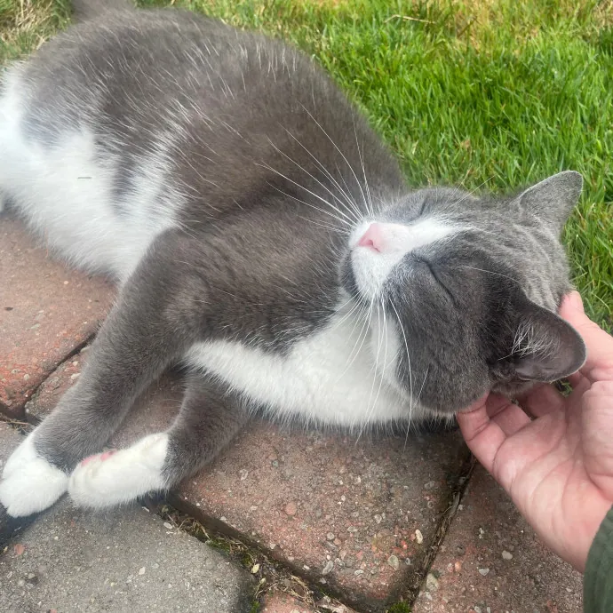 Compassionate Cat Caretaker