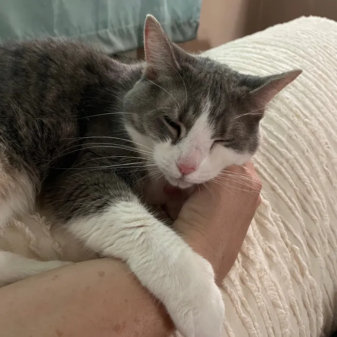Compassionate Cat Caretaker