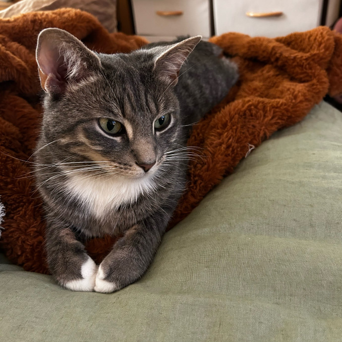 Loving Cat Mom And Sitter